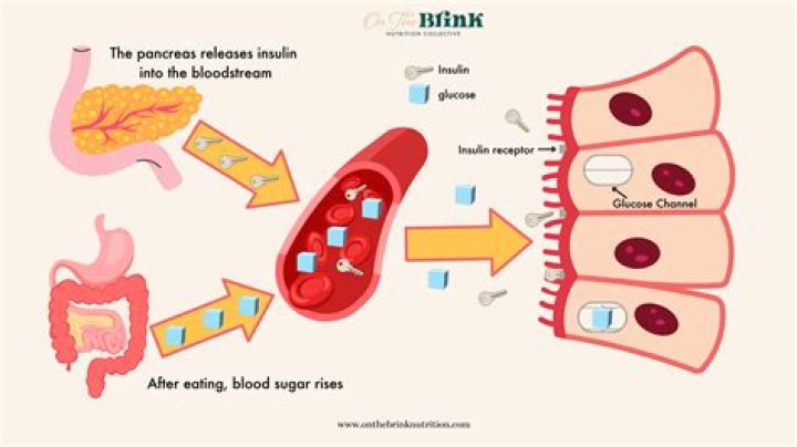 Which is absorbed into the bloodstream?