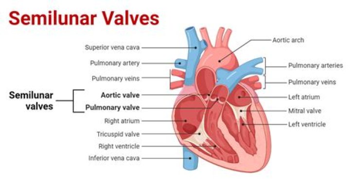 Which is the pulmonary semilunar valve?
