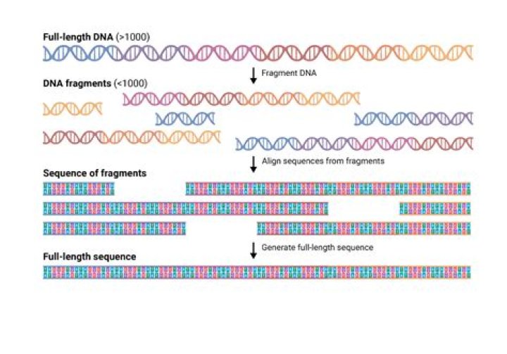 Which method software do we use to align DNA sequences?
