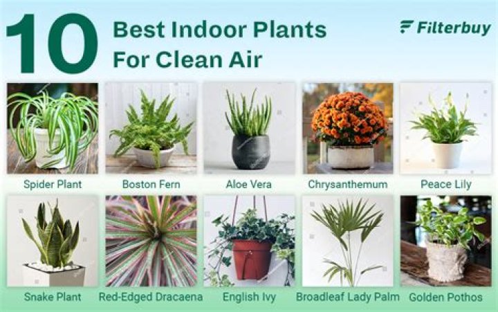 Which plant is the best air purifier?