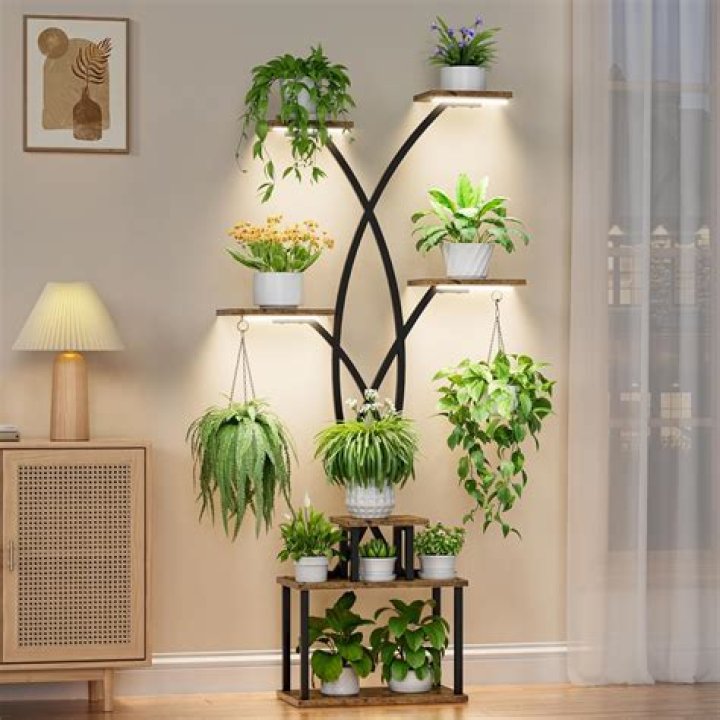 Which plant stands for peace?