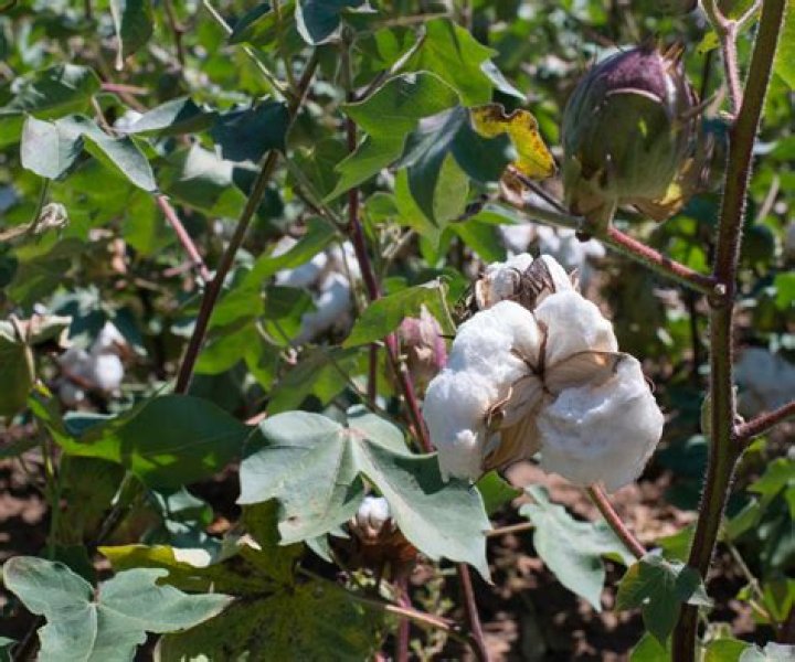 Which seeds can grow in cotton wool?