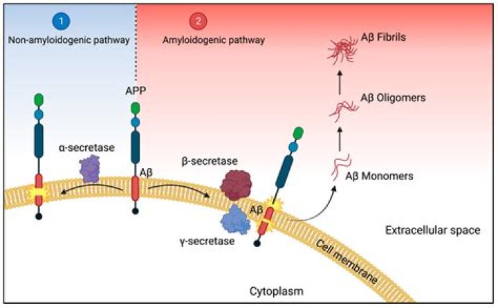 Who proposed the amyloid hypothesis?