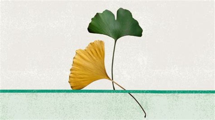 Who should not take ginkgo?
