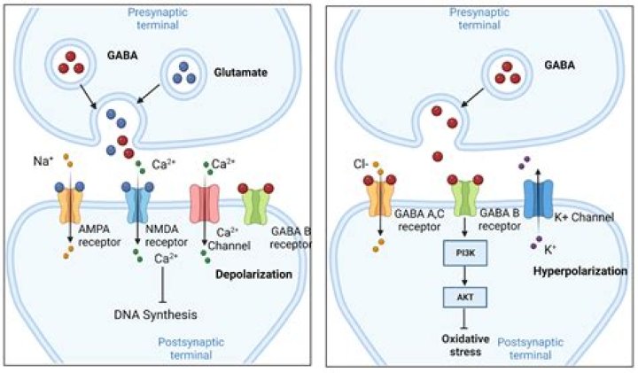 Who synthesize the barbiturate?