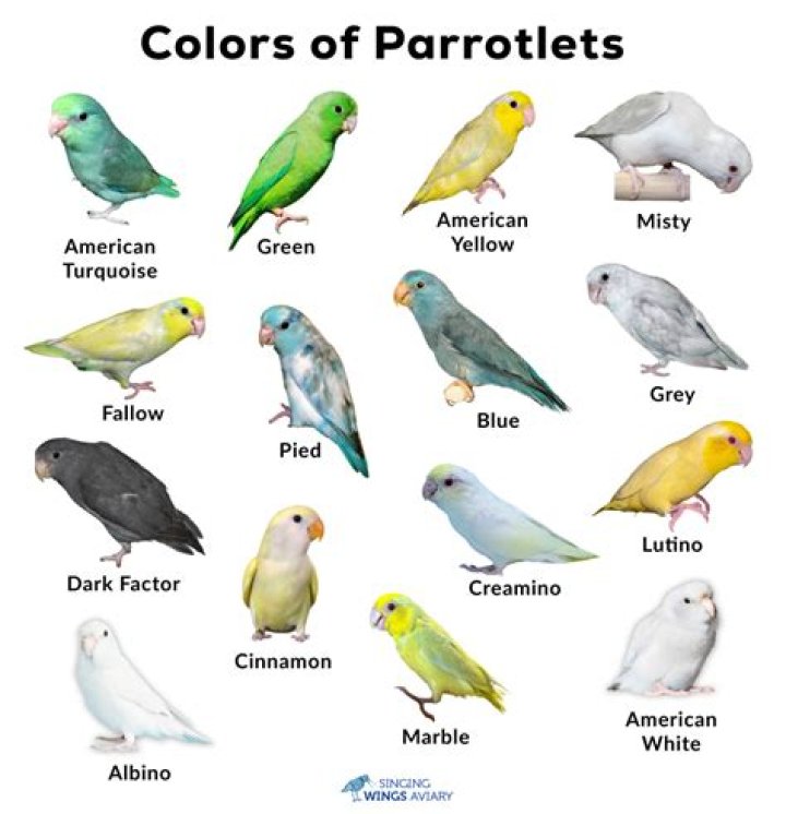 Why are parakeets different colors?