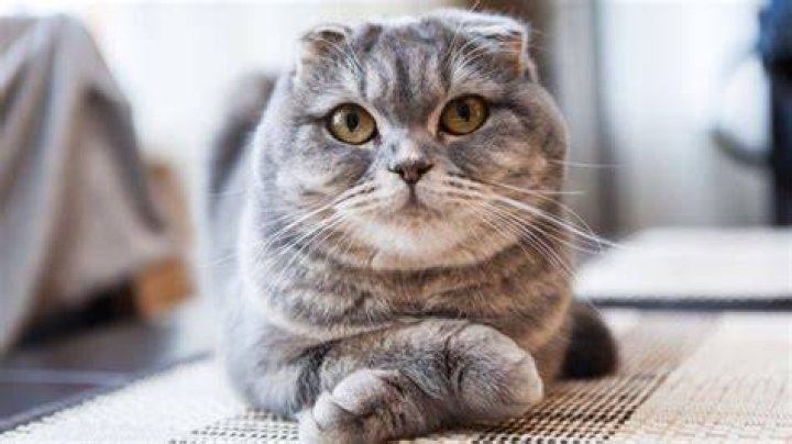 Why are Scottish Fold cats banned?