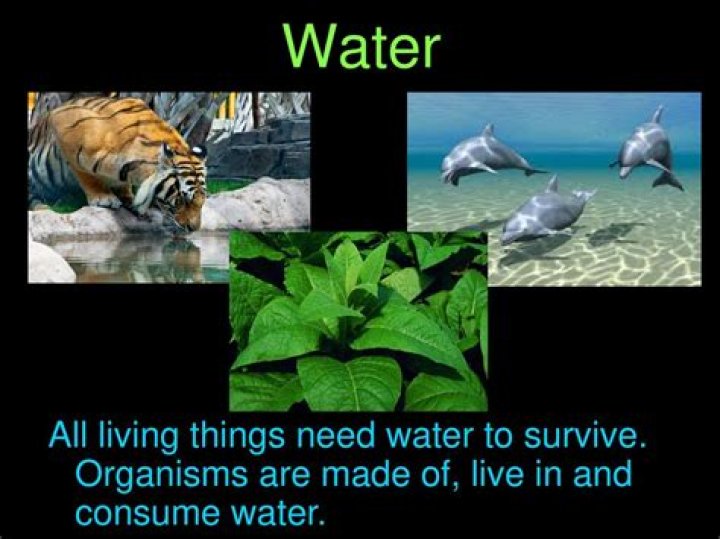 Why do all living things depend on green plants?