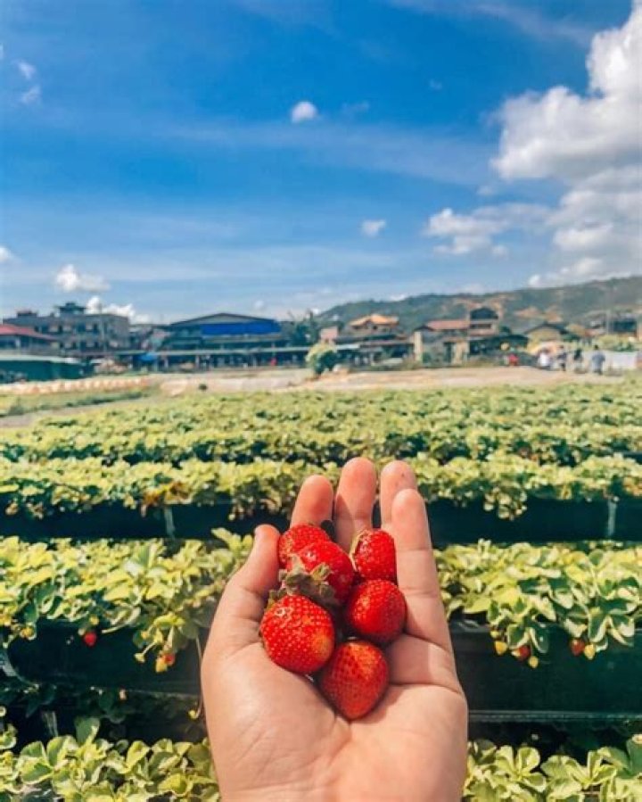Why do people put strawberries in their wine?