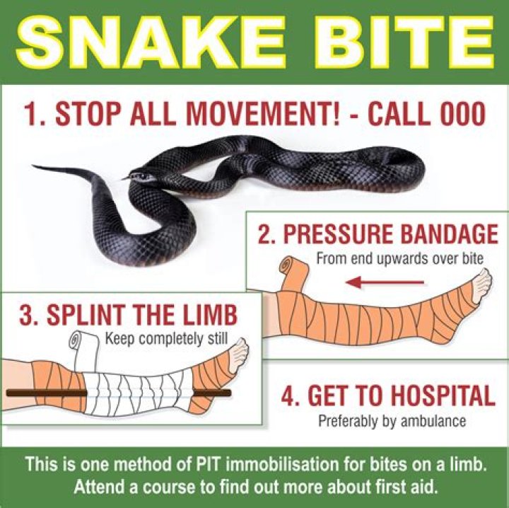 Why do snake charmers not get bitten?