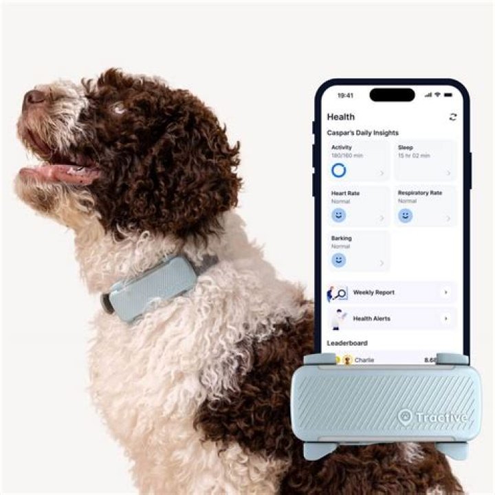 Why does my dog seems confused and unsteady?