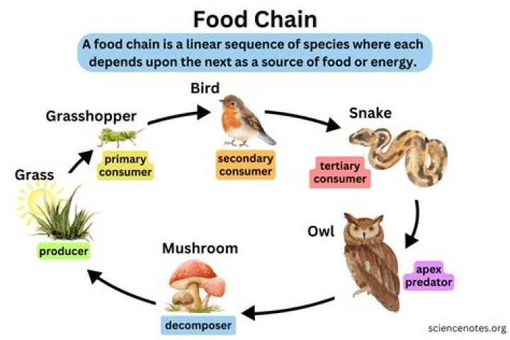 Why does the food chain start with plants?