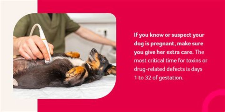 Why is my pregnant dog getting aggressive?
