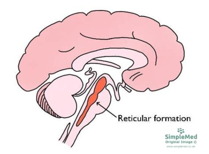 Why is reticular formation important psychology?