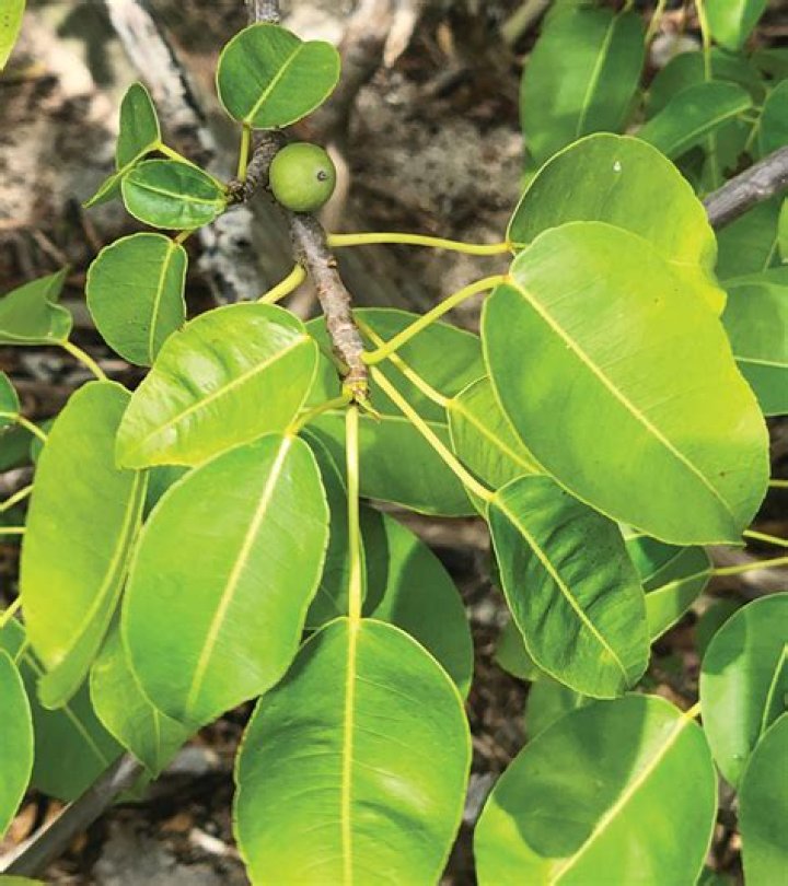 Why is the Manchineel tree poisonous?