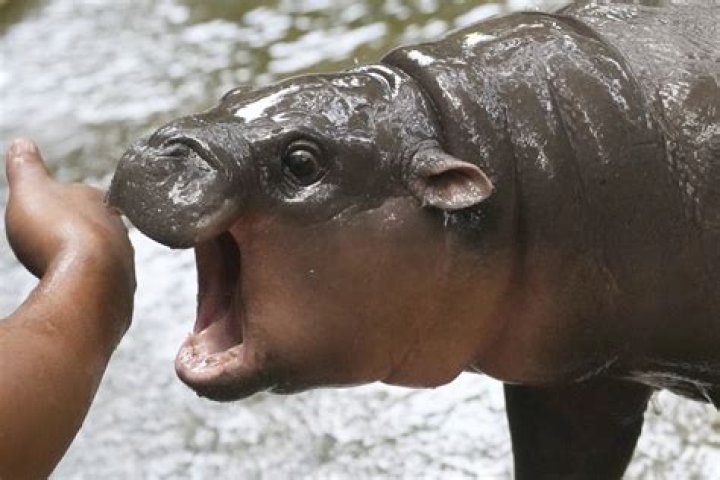 Will a hippopotamus attack a human?