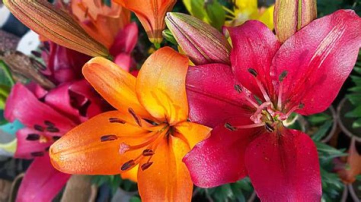 Will Asiatic lilies come back every year?