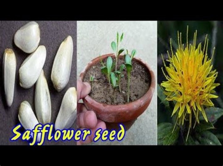 Will safflower seeds sprout?